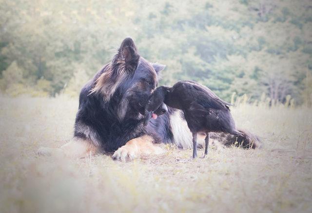 I-Photograph-The-Unexpected-Friendship-Between-My-Dog-My-Duck-5bdf34b5c1f7a__880