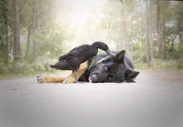 I-Photograph-The-Unexpected-Friendship-Between-My-Dog-My-Duck-5bdf350f3e1a6__880