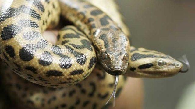 Dişi anakonda, kendi kendine hamile kaldı