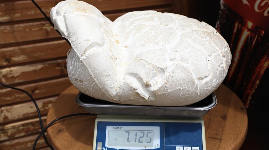 Denizli'de 7 kilo 125 gramlık dev mantar bulundu