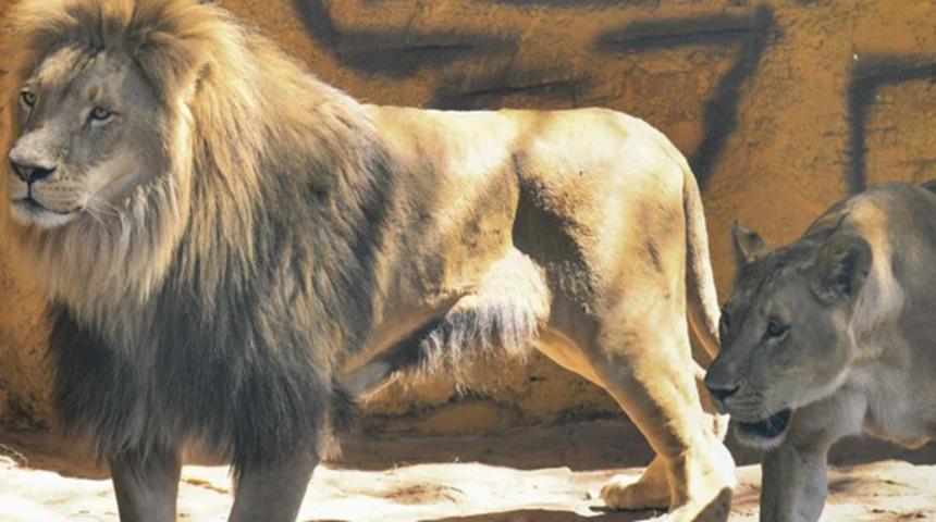 Kamerun'da kenti kaçak aslan korkusu sardı!