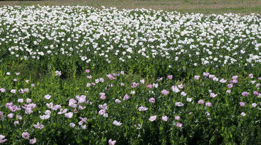 Haşhaş tarlaları tablo gibi
