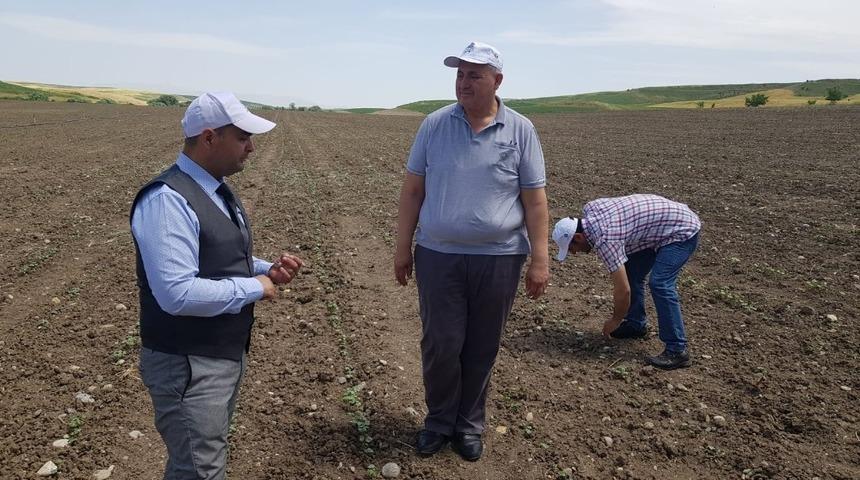 Pamuk üreticisine destekleme priminde "sınırlama" tepkisi