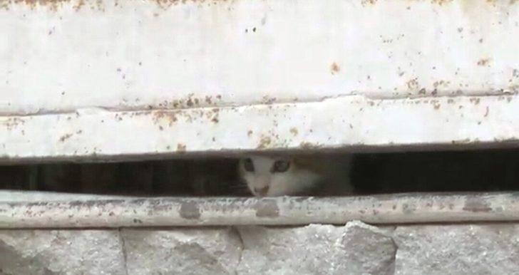 Depoda mahsur kalan yavru kedi polisi alarma geçirdi G2