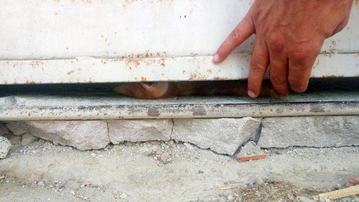 Depoda mahsur kalan yavru kedi polisi alarma geçirdi G3