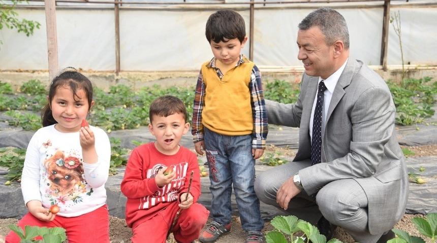 Antalya çilek üretiminde marka