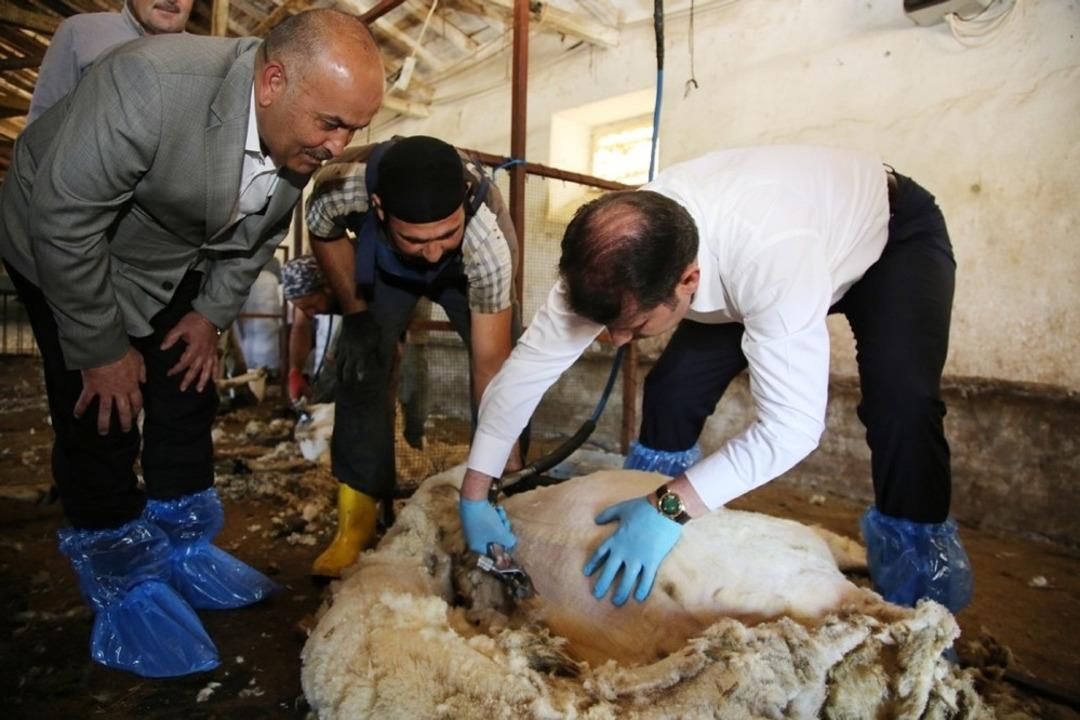 Makineyi eline alan vali koyun kırktı