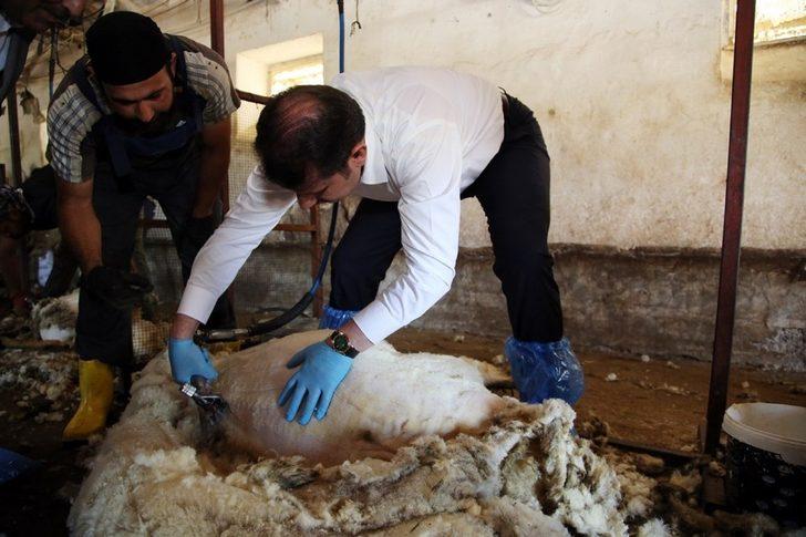 Makineyi eline alan vali koyun kırktı G2