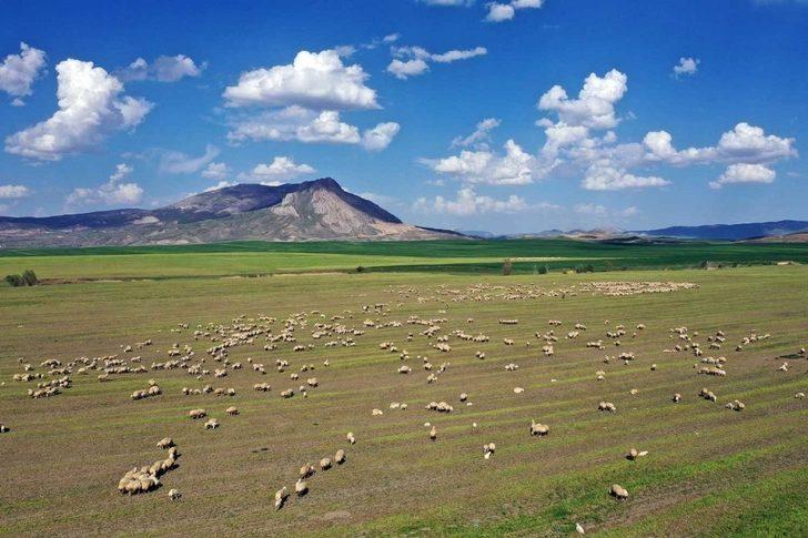 Makineyi eline alan vali koyun kırktı G3
