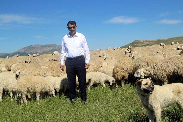 Makineyi eline alan vali koyun kırktı G4