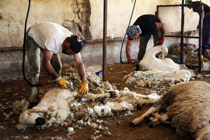 Makineyi eline alan vali koyun kırktı G5