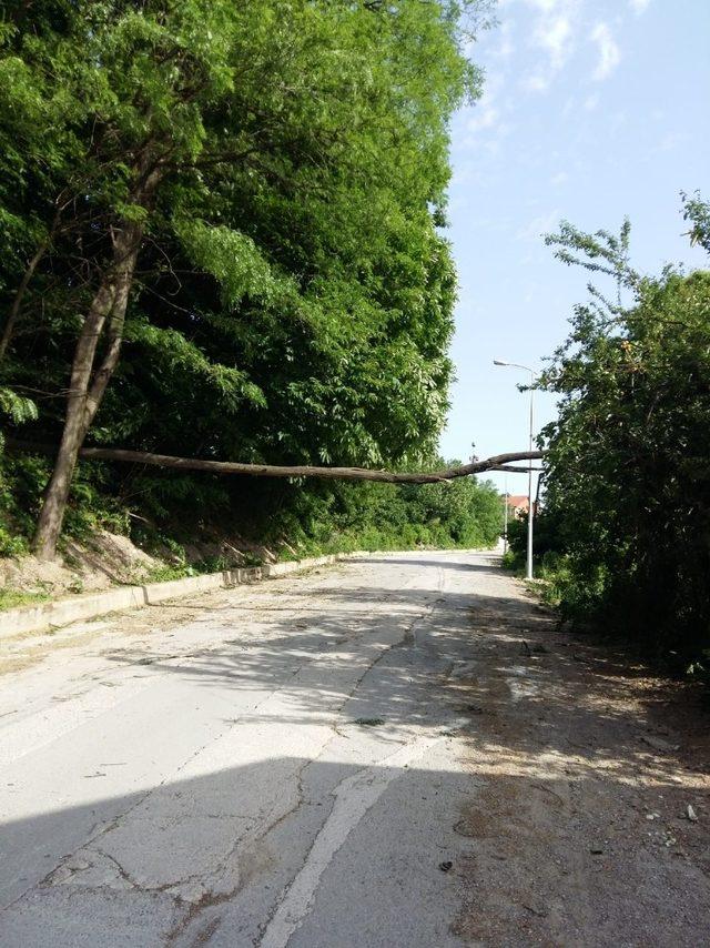 Zonguldak’ta fırtına ağaçları devirdi