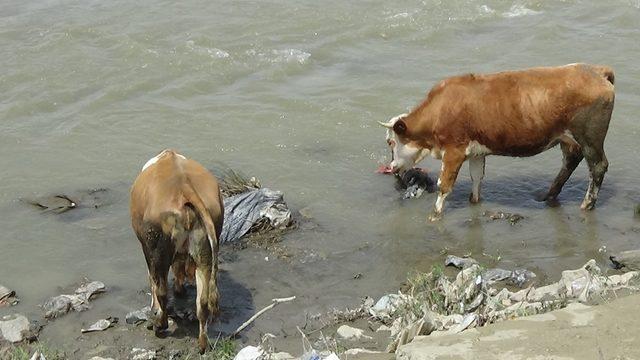 Karasu Nehri’ne atılan çöpler doğayı ve hayvanları tehdit ediyor