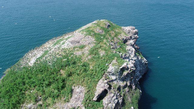 Karadeniz'deki Hoynat Adası, kuşların yaşam alanı