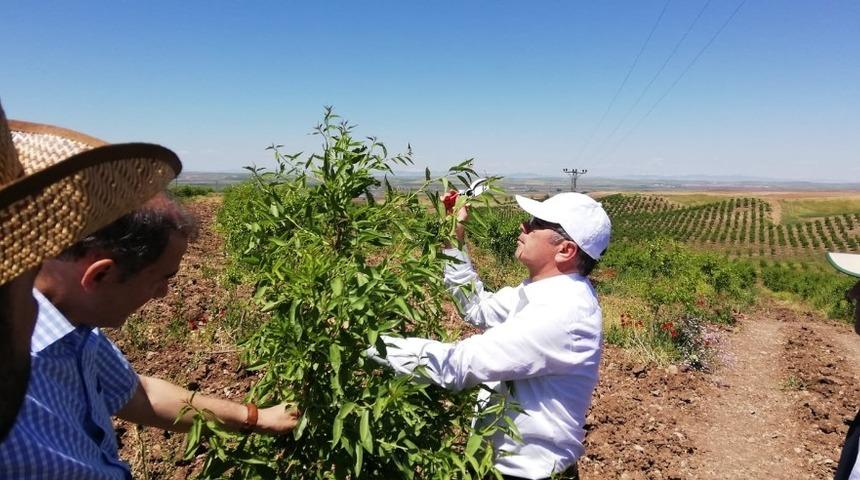 Bismil&rsquo;de meyve bah&ccedil;eleri yaygınlaşıyor