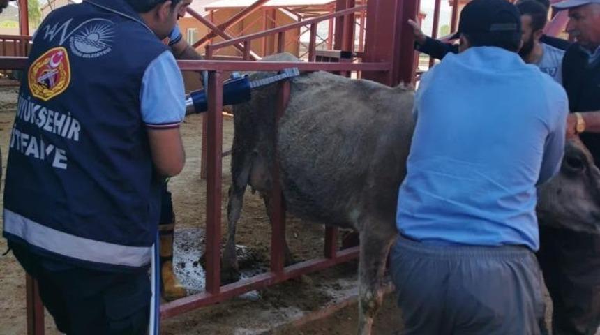 Demir parmaklıklara sıkışan inek kurtarıldı