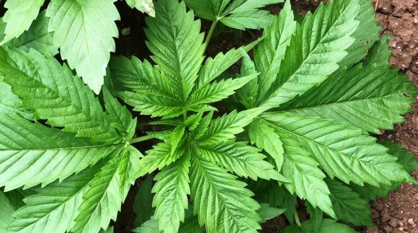 Kenevir &uuml;reticisine g&uuml;bre desteği