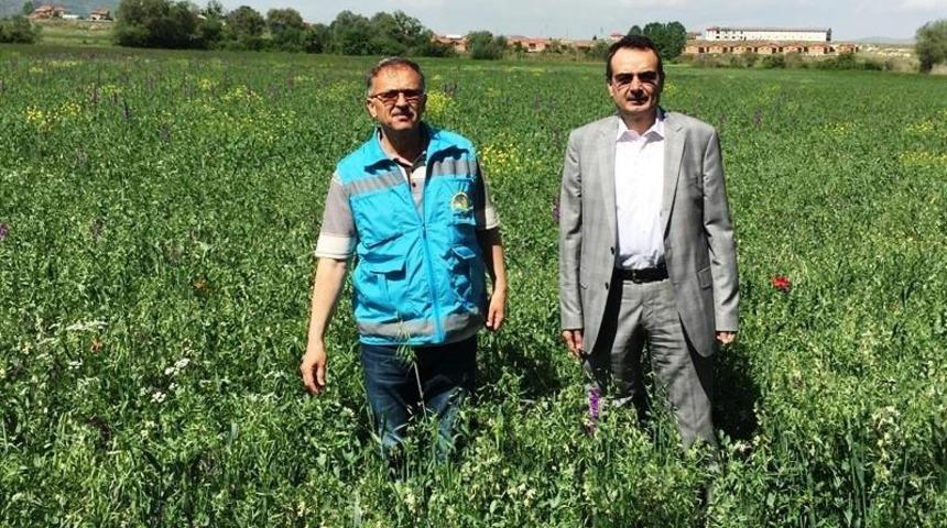 K&uuml;tahya&rsquo;da ilk defa Zobarmix kaba yem bitkisi ekimi yapıldı