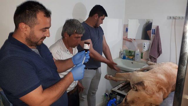 Darp edilip silahla vurulan köpek tedavi için İstanbul’a gönderiliyor