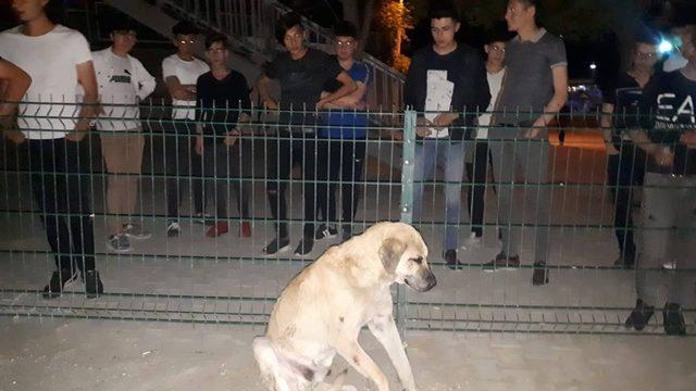 Darp edilip silahla vurulan köpek tedavi için İstanbul’a gönderiliyor