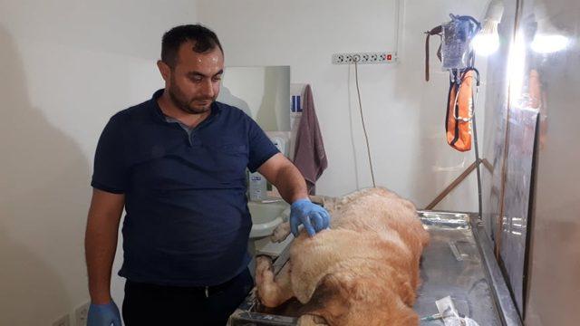 Darp edilip silahla vurulan köpek tedavi için İstanbul’a gönderiliyor