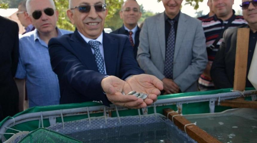 ÇOMÜ Dardanos Yerleşkesinden 5 bin çupra yavrusu denize bırakıldı