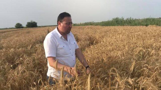 Tarsus’ta buğday hasadı devam ediyor