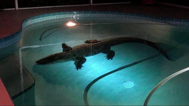 3288280_033118-kgo-pool-alligator-img_Image_18-27-44,15