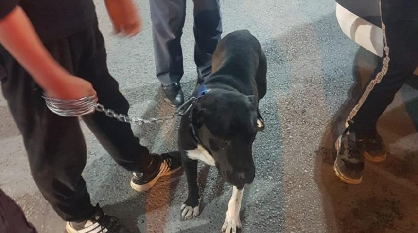 Pitbull besleyen 3 şahsa para cezası