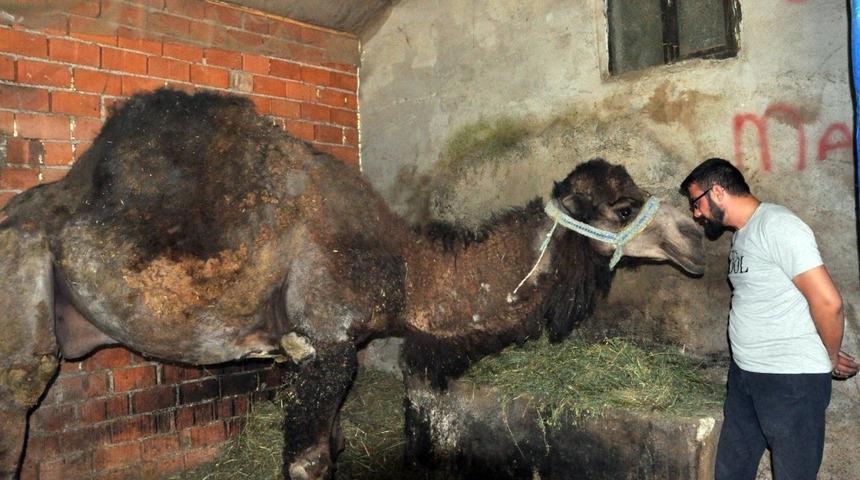 G&uuml;reşlerden &ccedil;ıkan develere &ouml;zel cilt bakımı ve beslenme programı