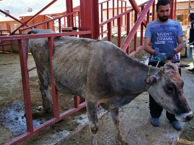 Van’da hayvan kurtarma operasyonu