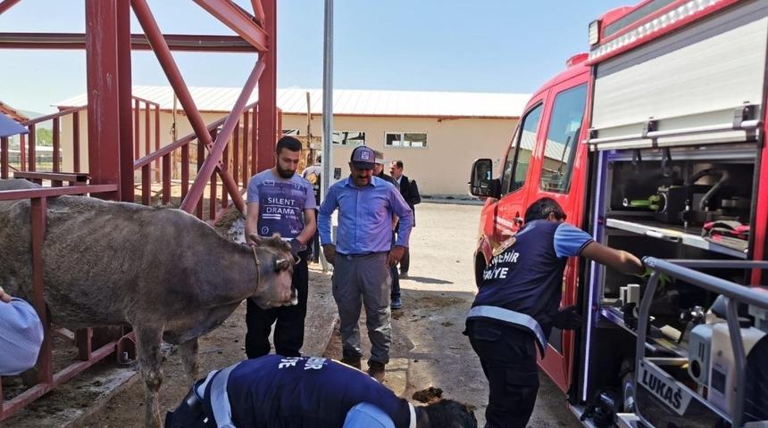 Van&rsquo;da hayvan kurtarma operasyonu