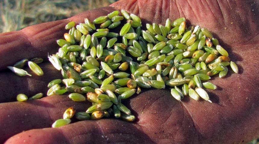  Arap ülkelerinin tutkusu 'firik'te hasat başladı