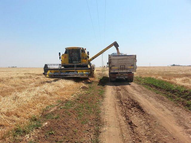 Kızıltepe’de kırmızı mercimek ve buğday hasadına başlandı