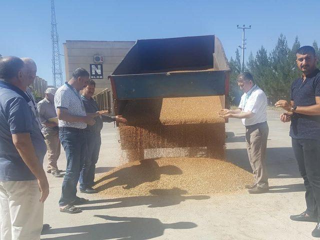 Kızıltepe’de kırmızı mercimek ve buğday hasadına başlandı