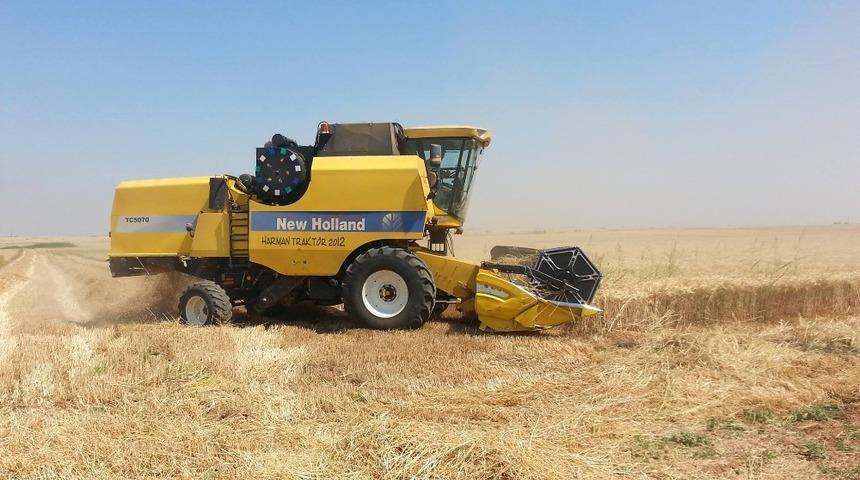 Kızıltepe&rsquo;de kırmızı mercimek ve buğday hasadına başlandı