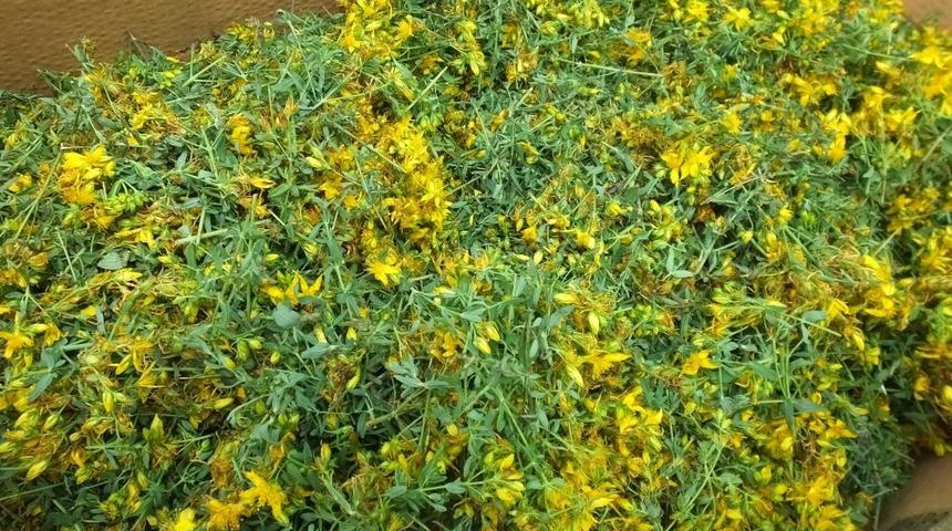 Burhaniye&rsquo;de Avrupa standartlarında kantaron yağı &uuml;retimine başlandı