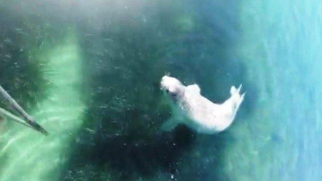 Bodrum'daki beyaz fok görenleri şaşkına çeviriyor