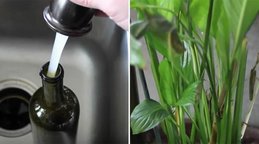 Bu yöntemle tatile çıktığınızda çiçeğiniz kendi kendini sulayabilecek!