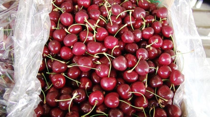 Kiraz ve &uuml;z&uuml;m&uuml;ne 12 ay ihracat