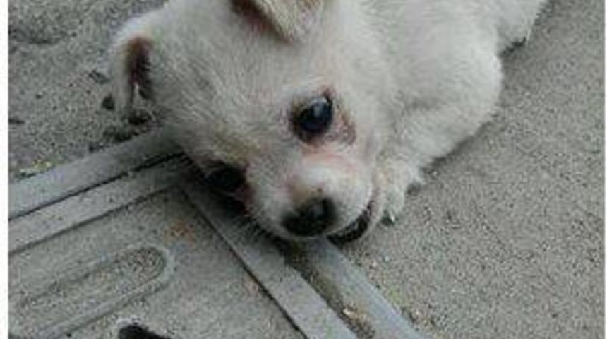 G&uuml;nlerce r&ouml;gar kapağından ayrılmayan yavru k&ouml;peği o fark etti. Hikayesi ise y&uuml;rekleri dağladı.