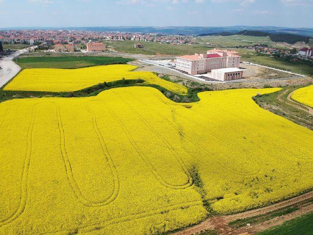 Trakya'nın yeni 'sarı altın çiçeği' kanola yüzleri güldürüyor