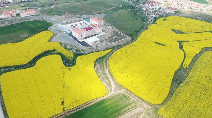 Trakya'nın yeni 'sarı altın çiçeği' kanola yüzleri güldürüyor