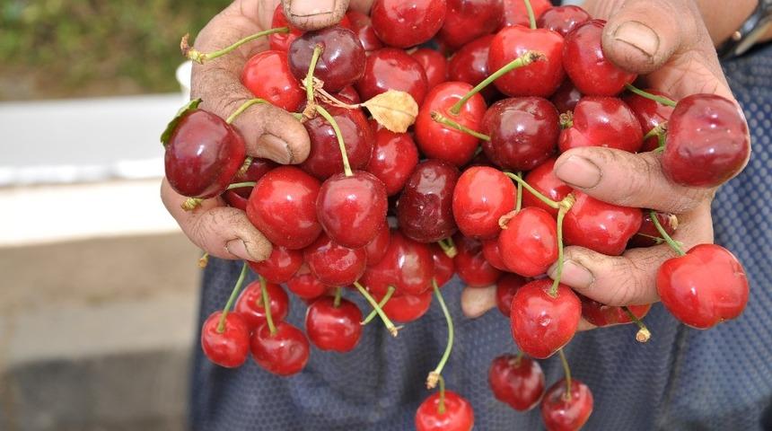 Yerli kiraz tezgahlardaki yerini aldı