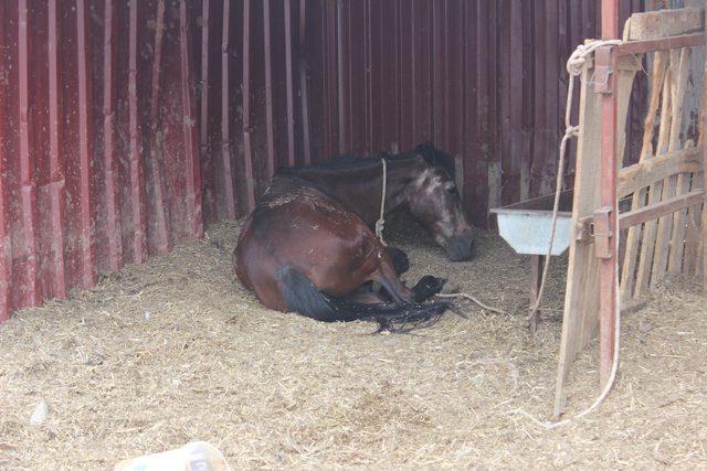 Araç çarpan gebe at, Çiftlik Hayvanları Barınağı'nda yaşayacak
