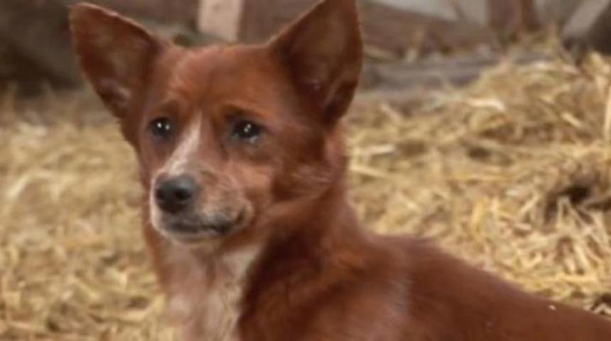 Bu köpeğin hikayesi karşısında gözyaşlarınıza engel olamayacaksınız! 