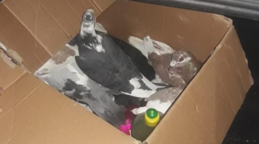 G&uuml;vercin hırsızları tutuklandı