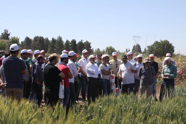 Tarla şartlarında çeşit tanıma eğitimi toplantısı