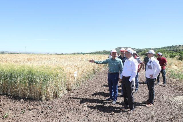 Tarla şartlarında çeşit tanıma eğitimi toplantısı