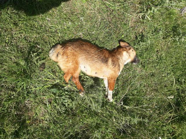 Narkoz verilip, yol kenarına atılan köpeklerden 3'ü telef oldu